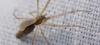 Tetragnatha sp.